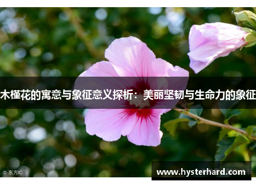 木槿花的寓意与象征意义探析:美丽坚韧与生命力的象征 木槿花的寓意与象征意义探析:美丽坚韧与生命力的象征